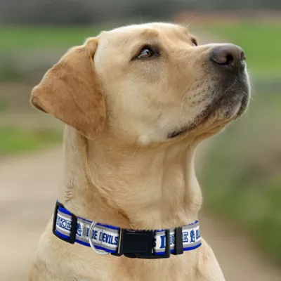 Pets First Duke University Satin Collar - Image 4