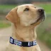Pets First Duke University Satin Collar image thumbnail 4