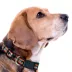 Pets First NFL Arizona Cardinals Satin Dog Collar image thumbnail 3