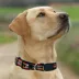 Pets First NFL Arizona Cardinals Satin Dog Collar image thumbnail 4