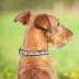Pets First Brooklyn Nets Satin Collar image thumbnail 3