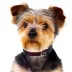 Pets First Atlanta Falcons Satin Collar image thumbnail 3