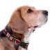 Pets First NCAA North Carolina State Satin Dog Collar image thumbnail 3
