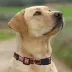 Pets First NCAA North Carolina State Satin Dog Collar image thumbnail 4