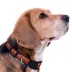 Pets First MLB Houston Astros Satin Dog Collar image thumbnail 3
