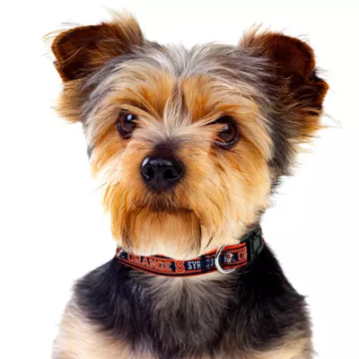 Pets First Syracuse Satin Collar - Image 3