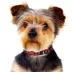 Pets First Syracuse Satin Collar image thumbnail 3