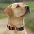 Pets First NCAA Louisville Satin Dog Collar image thumbnail 4