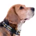 Pets First NCAA West Virginia Satin Dog Collar image thumbnail 3