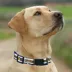 Pets First NCAA West Virginia Satin Dog Collar image thumbnail 4