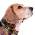 Pets First Pittsburgh Steelers Satin Collar image thumbnail 3