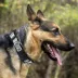 Pets First Brooklyn Nets Satin Collar image thumbnail 2