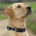 Pets First Dallas Cowboys Satin Collar image thumbnail 4