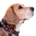 Pets First Tampa Bay Buccaneers Satin Dog Collar image thumbnail 3