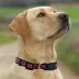 Pets First Tampa Bay Buccaneers Satin Dog Collar image thumbnail 4