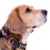 Pets First New England Patriots Satin Collar image thumbnail 3