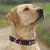Pets First New England Patriots Satin Collar image thumbnail 4