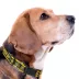 Pets First Green Bay Packers Satin Collar image thumbnail 3
