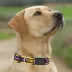 Pets First Minnesota Vikings Satin Collar image thumbnail 4