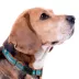 Pets First Miami Dolphins Satin Collar image thumbnail 3