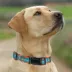 Pets First Miami Dolphins Satin Collar image thumbnail 4