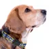 Pets First Los Angeles Rams Satin Collar image thumbnail 3