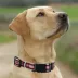 Pets First Mississippi State Satin Collar image thumbnail 4