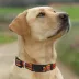 Pets First NCAA Maryland Satin Dog Collar image thumbnail 4