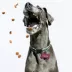 TagWorks® Aluminum Bone Shaped ID Tag image thumbnail 3