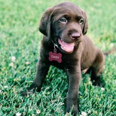 TagWorks® Large Color Bone Shaped ID Tag - Image 3