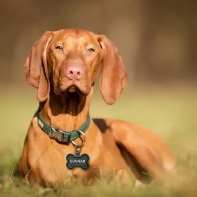 Product TagWorks® Large Bone Shaped Silent ID Tag