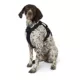 Product KONG® Black Waste Bag Dog Harness