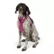 Product KONG® Waste Bag Dog Harness