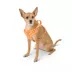 Top Paw® Neoprene Dog Harness, Adjustable, Durable, Comfortable, Multiple Sizes & Colors image thumbnail 2