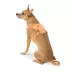 Top Paw® Neoprene Dog Harness, Adjustable, Durable, Comfortable, Multiple Sizes & Colors image thumbnail 1