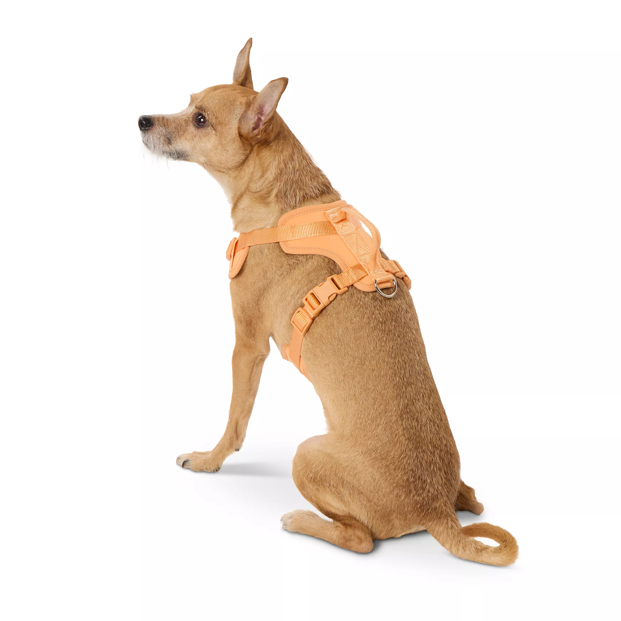 Top Paw® Neoprene Comfort Dog Harness, Orange