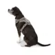Product Top Paw® Neoprene Comfort Dog Harness
