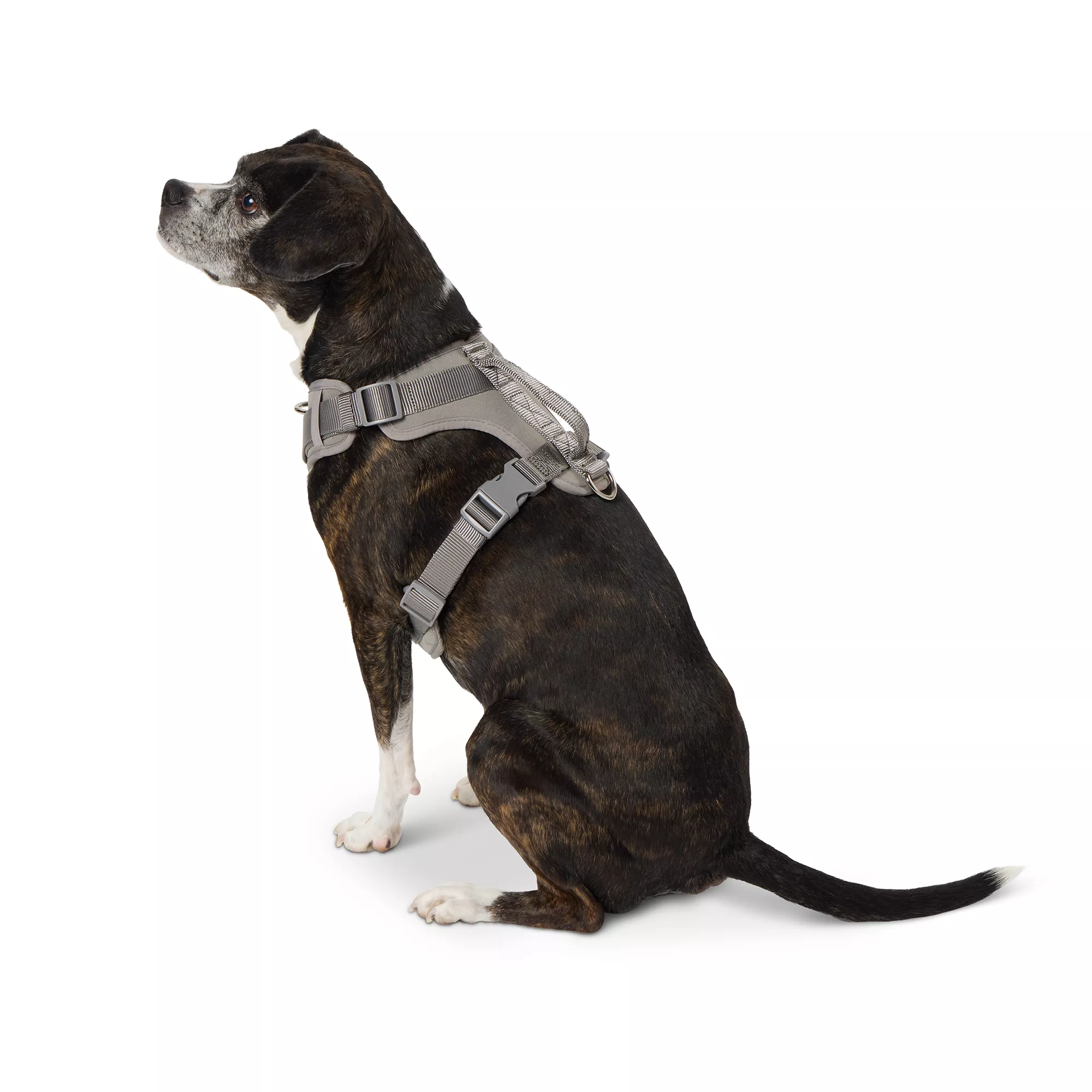 Top Paw® Grey Neoprene Comfort Dog Harness