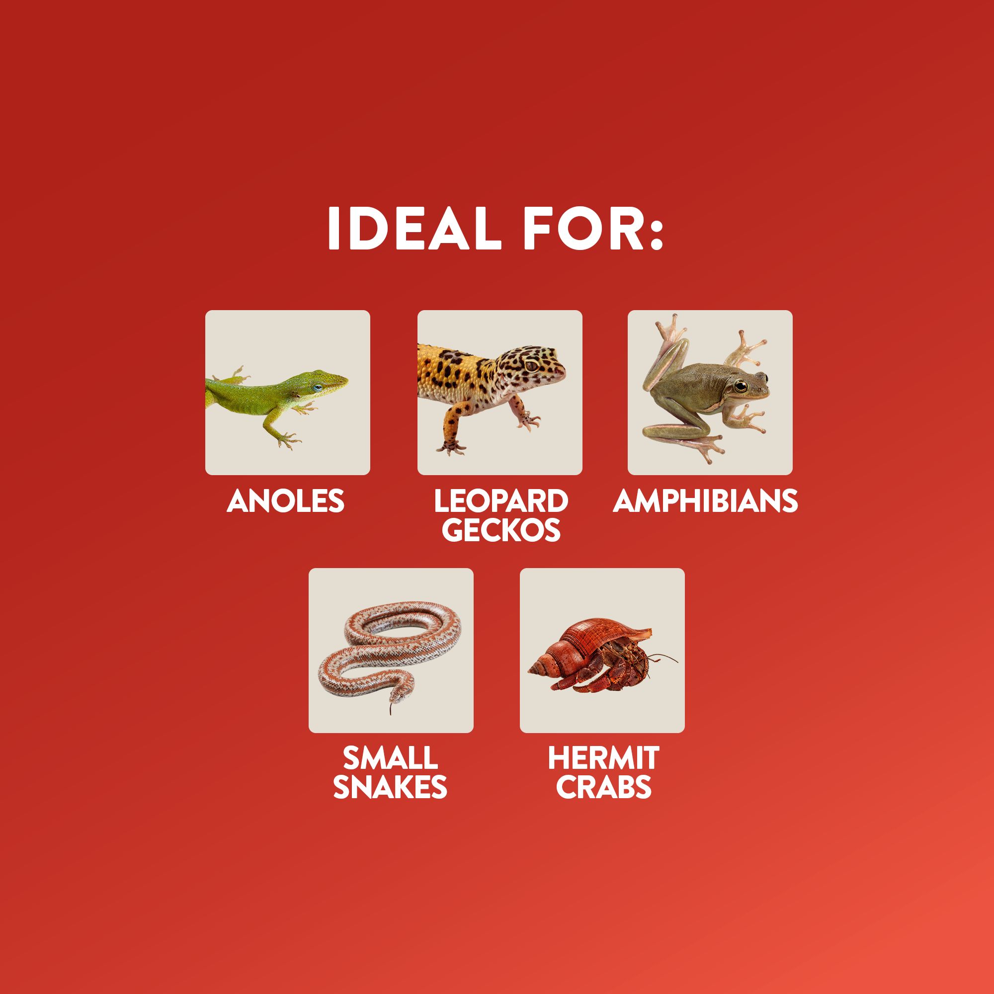 Thrive Terrarium Essentials Kit - Reptile Terrarium Starter Kit - 10 Gallon - 20x10x12 - thumbnail 2