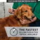 Product NextStar® Flea & Tick Prevention for Medium Dogs 23-44 lbs, 6 Count