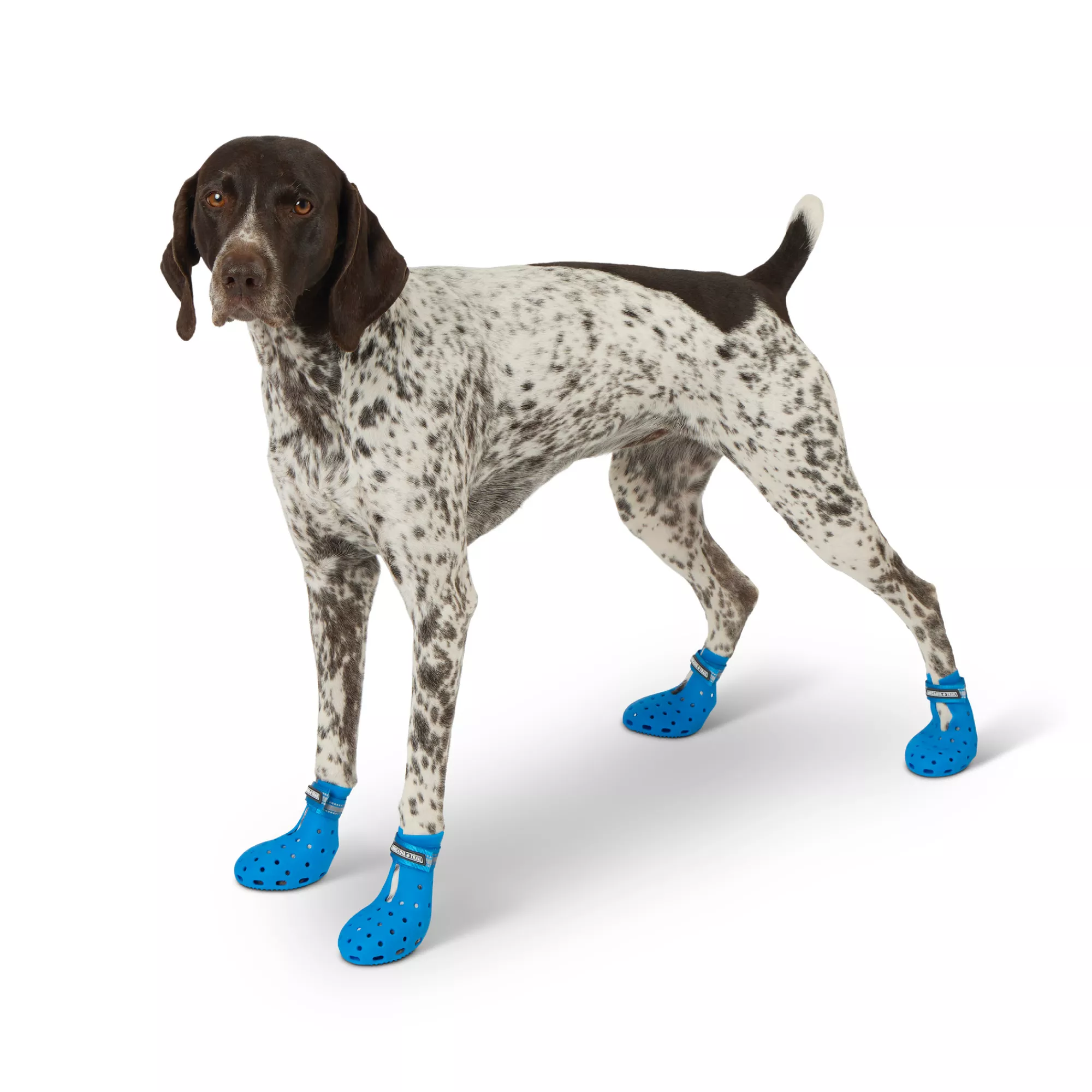 Arcadia Trail®&trade; Year-Round All-Terrain Dog Boots