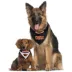 Pets First Oregon State Bandana image thumbnail 4