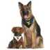 Pets First West Virginia Bandana image thumbnail 4