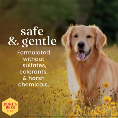 Burt's Bees® Deodorizing Dog Spray with Witch Hazel - Lemongrass & Sage 10 oz - Image 6