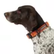 Product Arcadia Trail® Breathable Knit Dog Collar