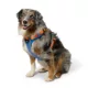 Product Arcadia Trail® Breathable Knit Dog Harness