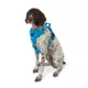 Product Arcadia Trail® Quick Dry Dog Harness