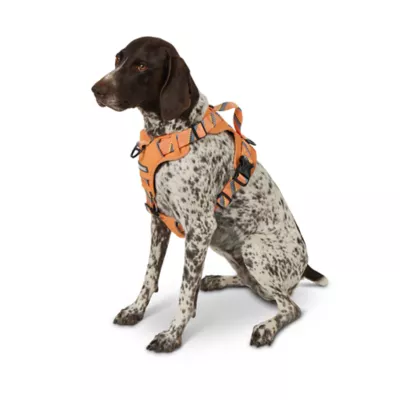 Product Arcadia Trail® Quick Dry Dog Harness