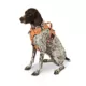 Product Arcadia Trail® Quick Dry Dog Harness