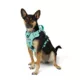 Product Arcadia Trail® Quick Dry Dog Harness